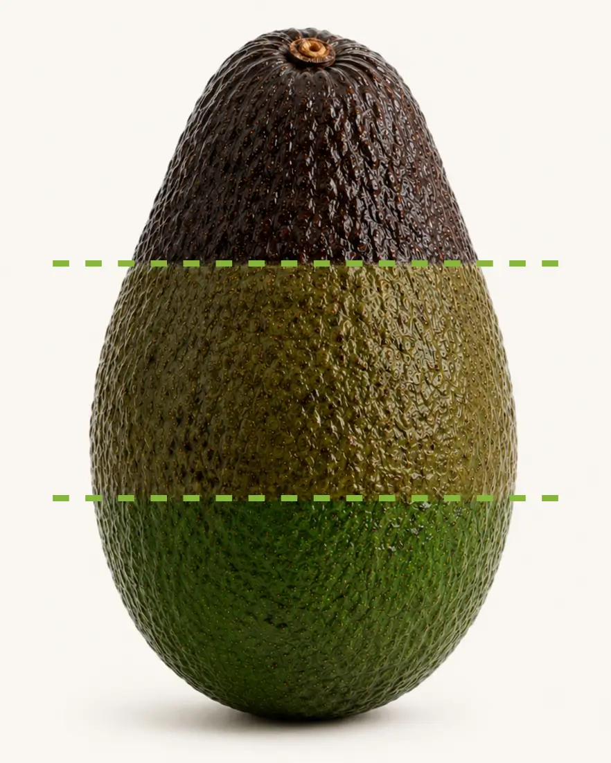 Avocado Maracathe nos 3 estágios de maturação: marrom (maduro), musgo (quase maduro) e verde (firme)